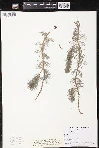 Myriophyllum spicatum image