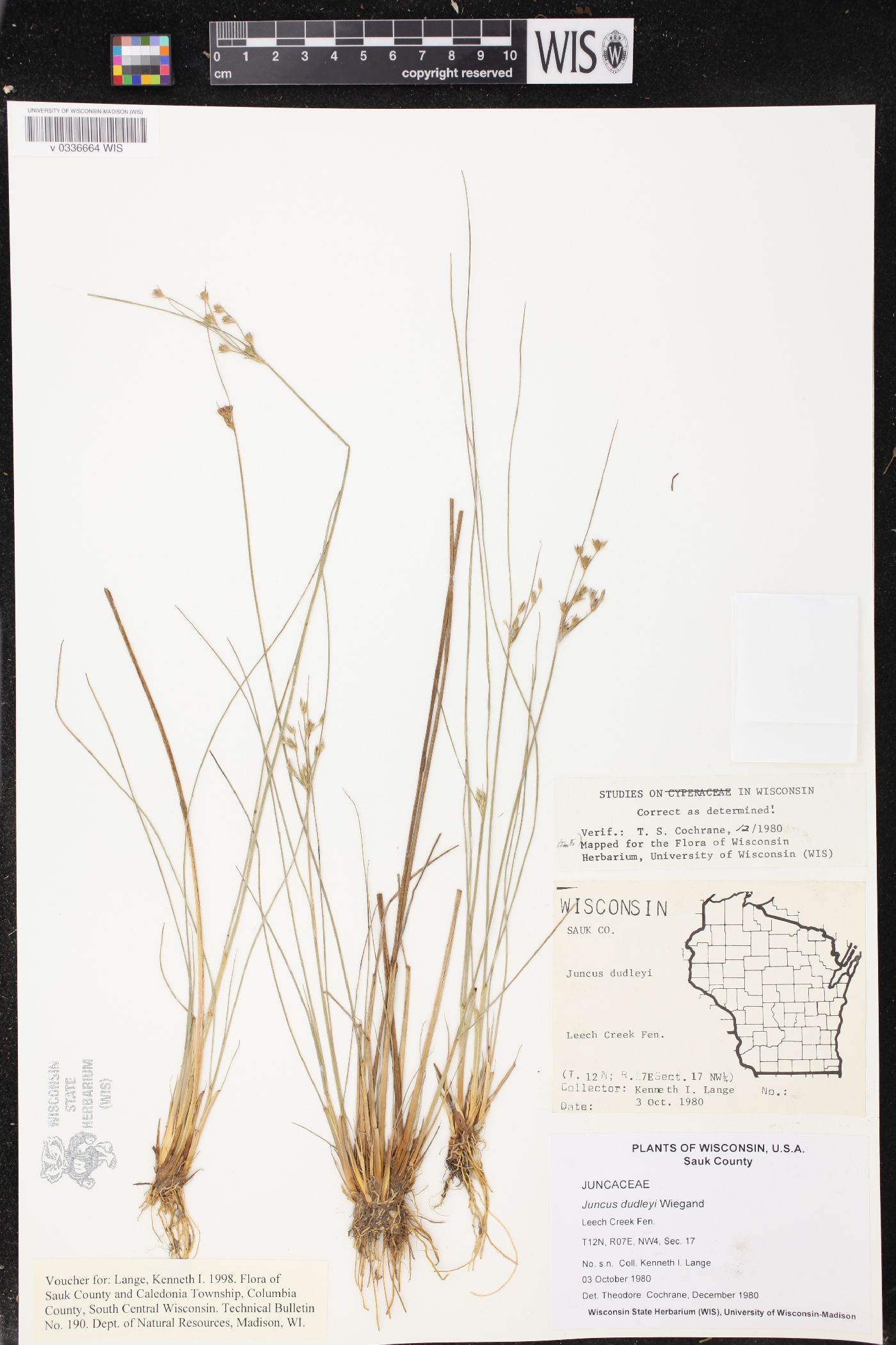 Juncus dudleyi image