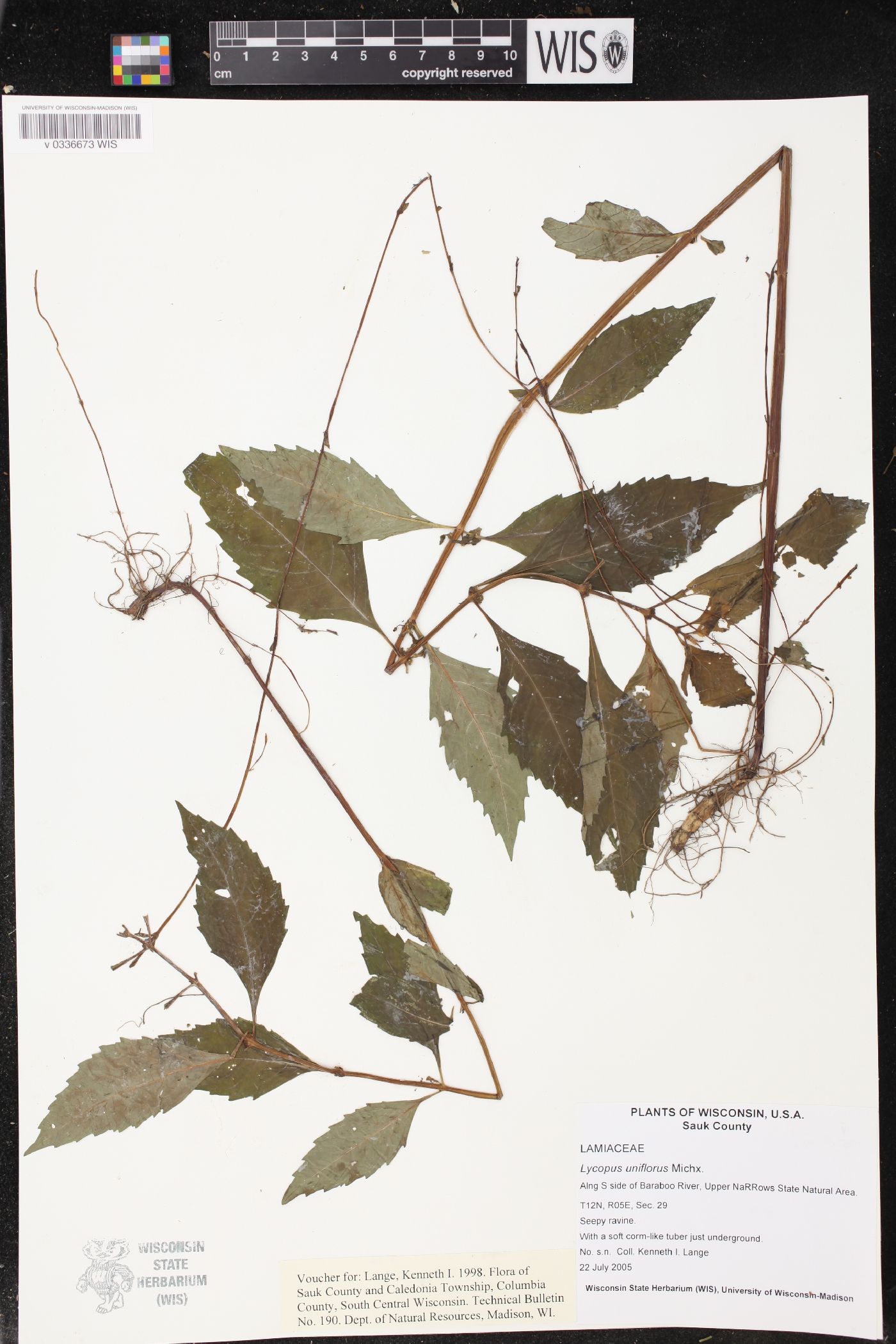 Lycopus uniflorus image