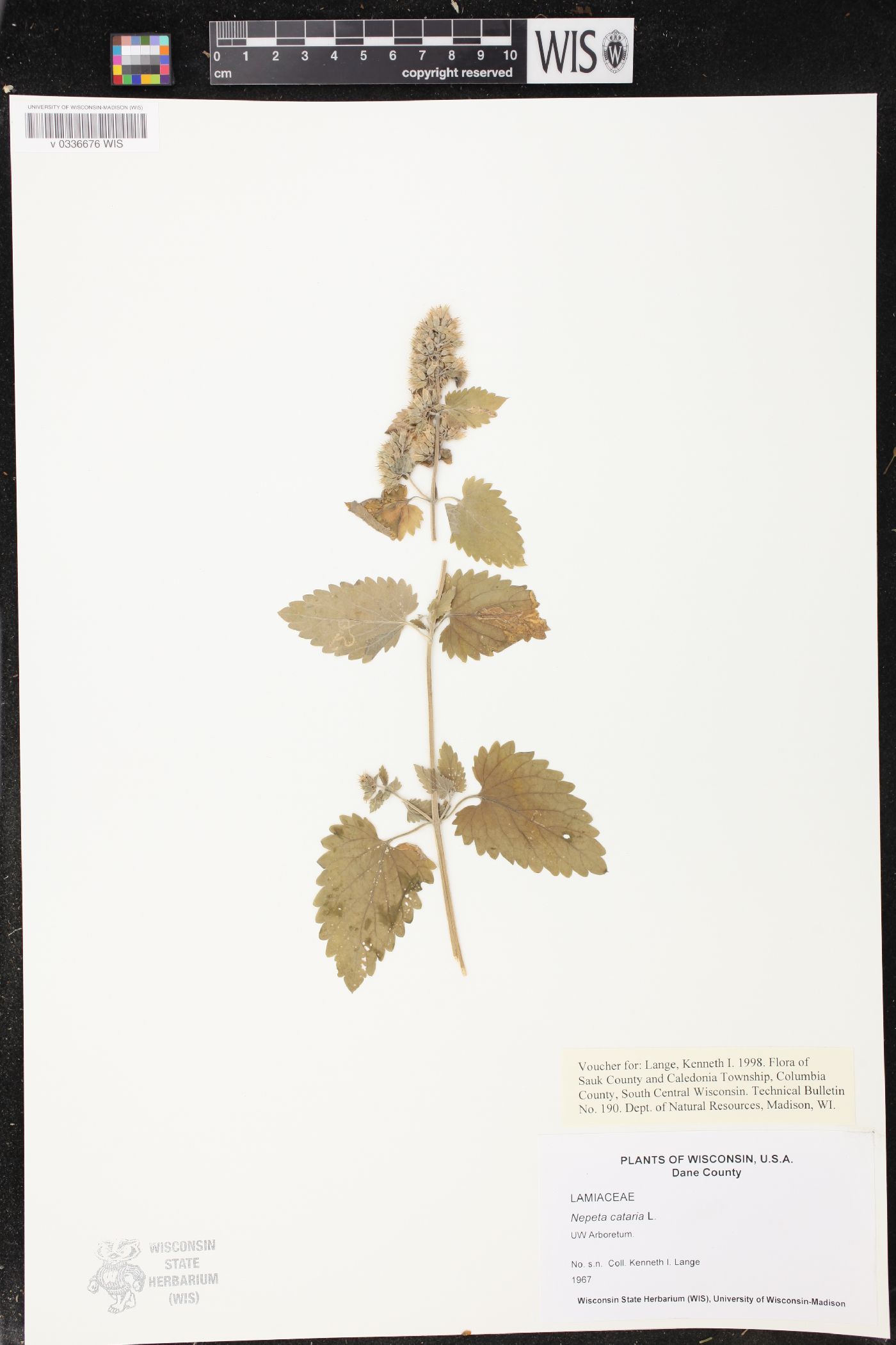 Nepeta cataria image