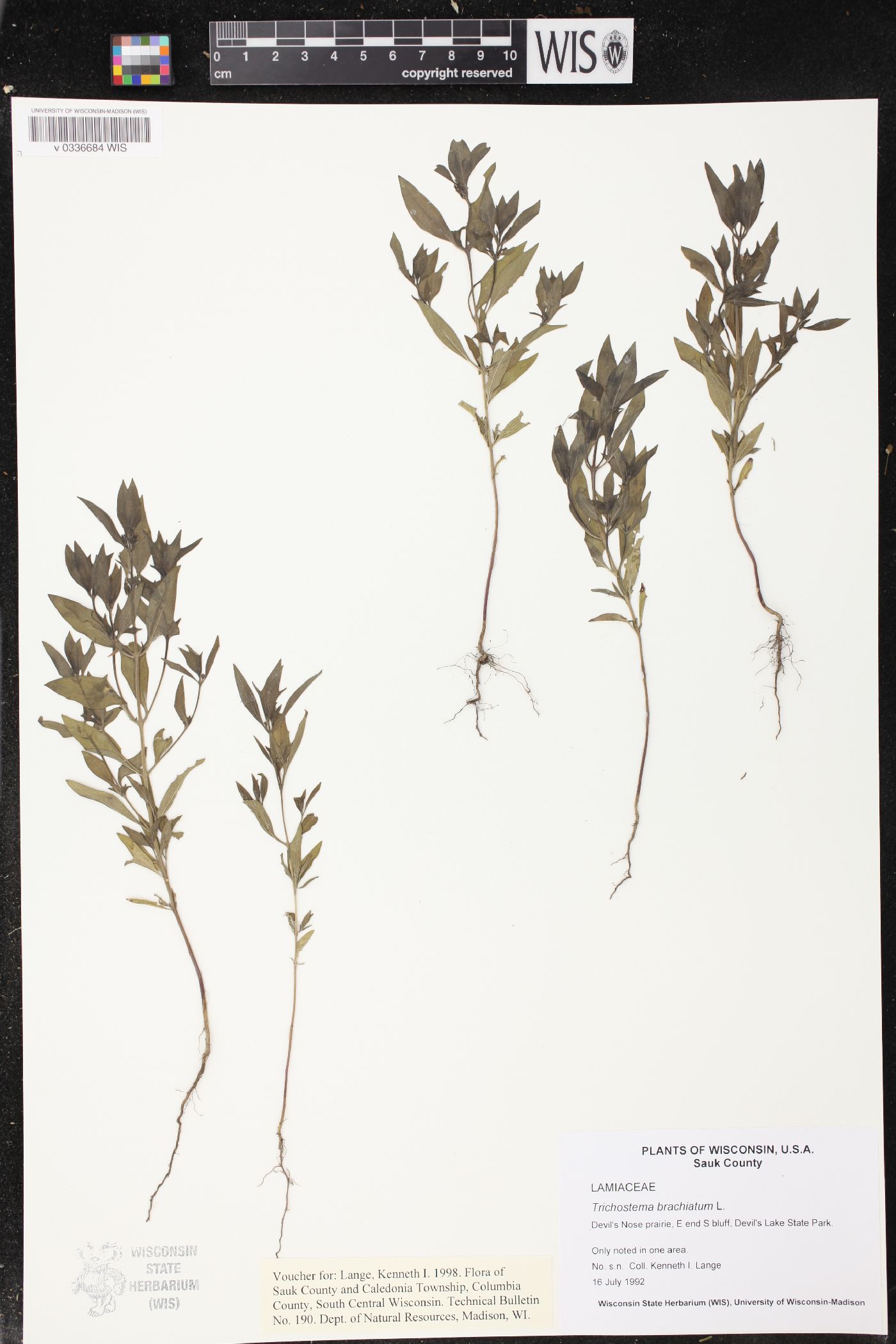 Trichostema brachiatum image