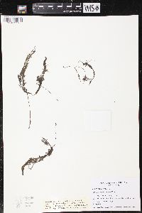 Utricularia geminiscapa image