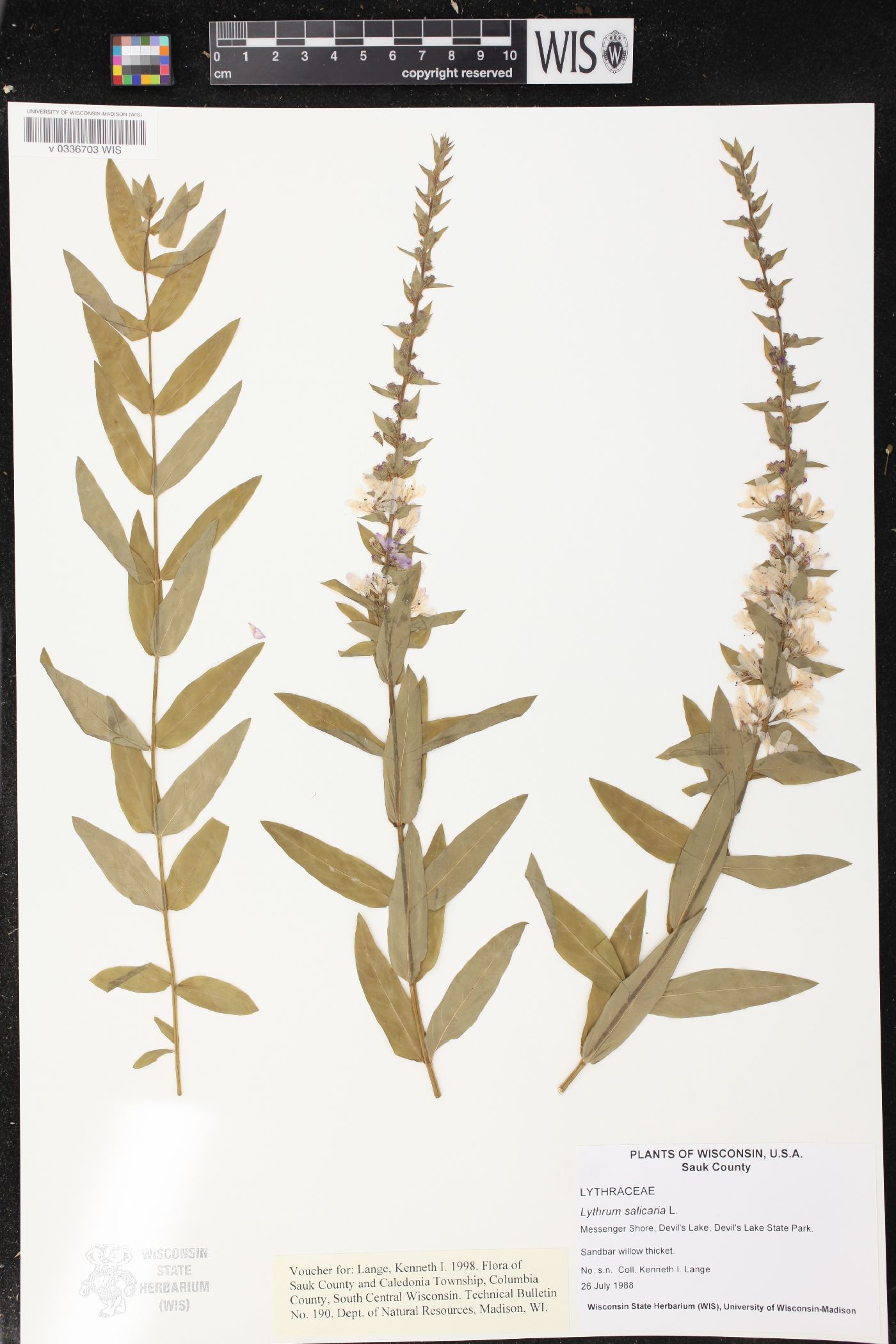 Lythrum salicaria image