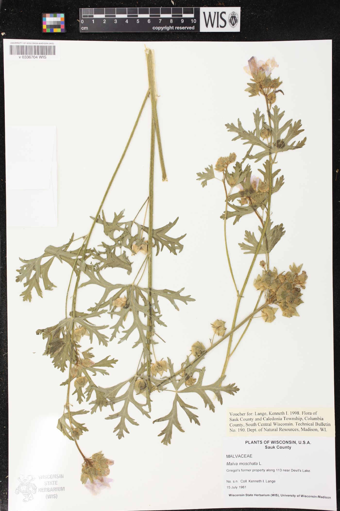 Malva moschata image