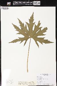 Napaea dioica image
