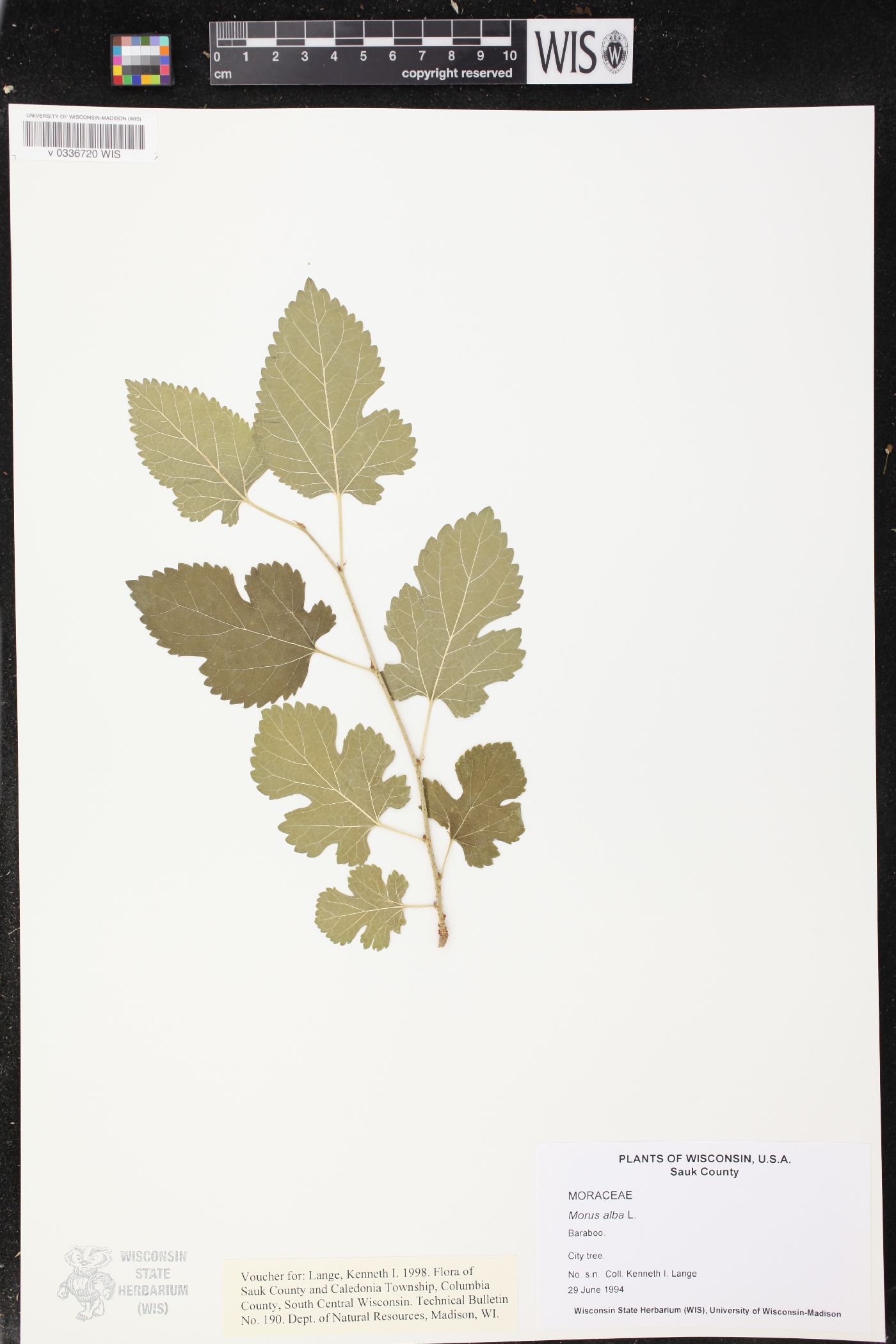 Morus alba image