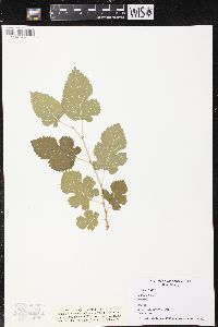 Morus alba image