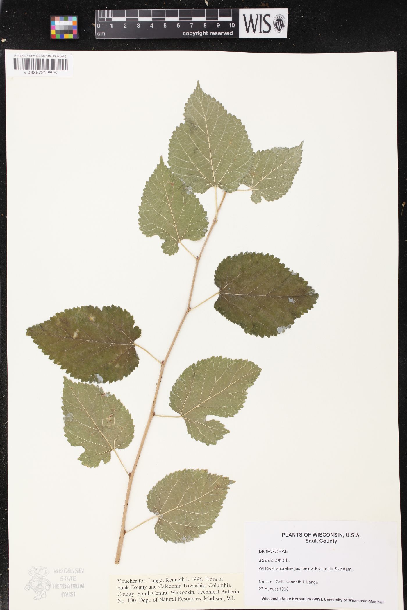 Morus alba image