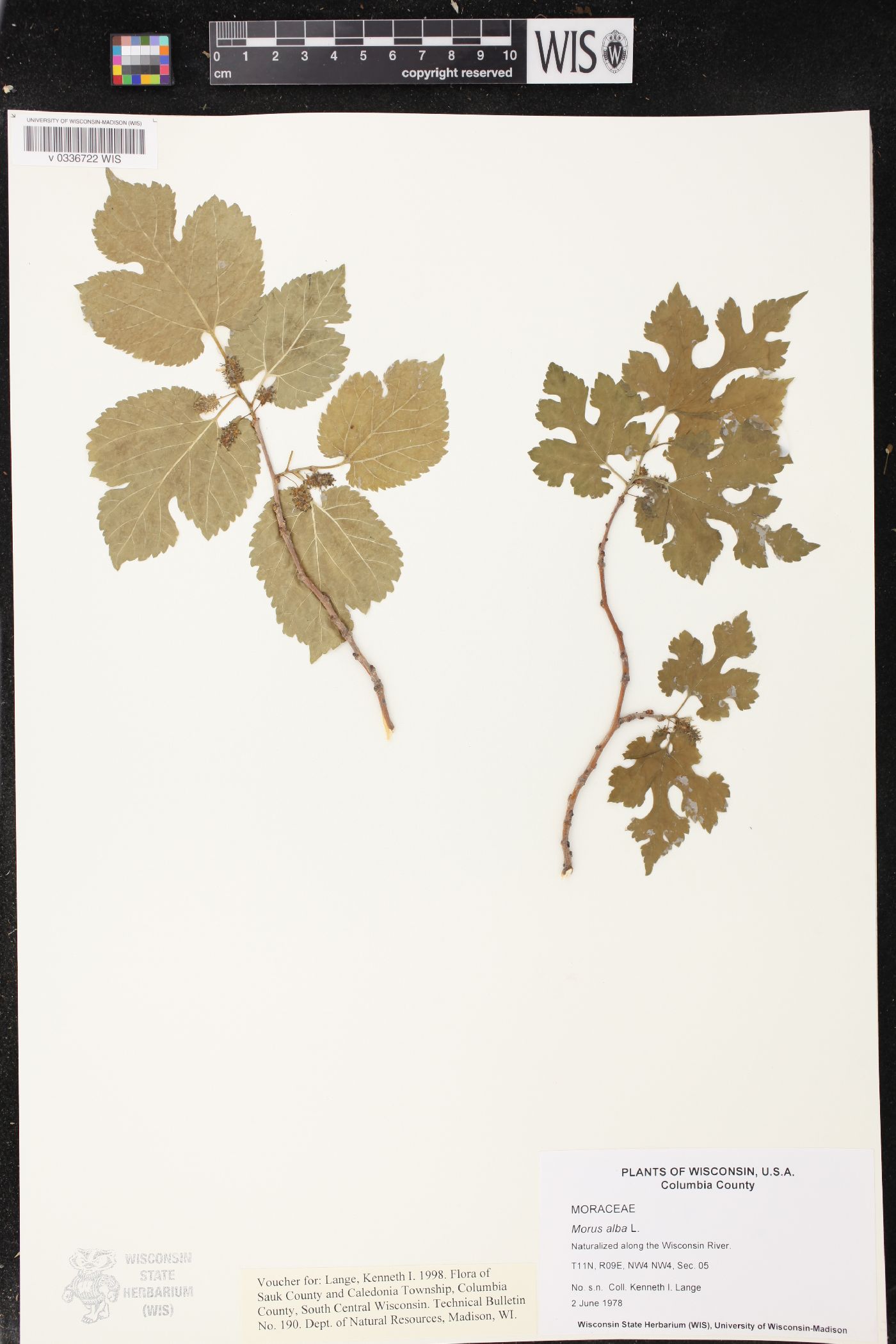 Morus alba image