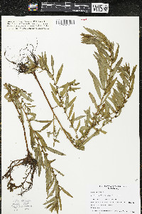 Ludwigia polycarpa image