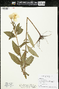 Oenothera pilosella image