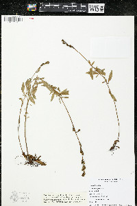 Oenothera perennis image