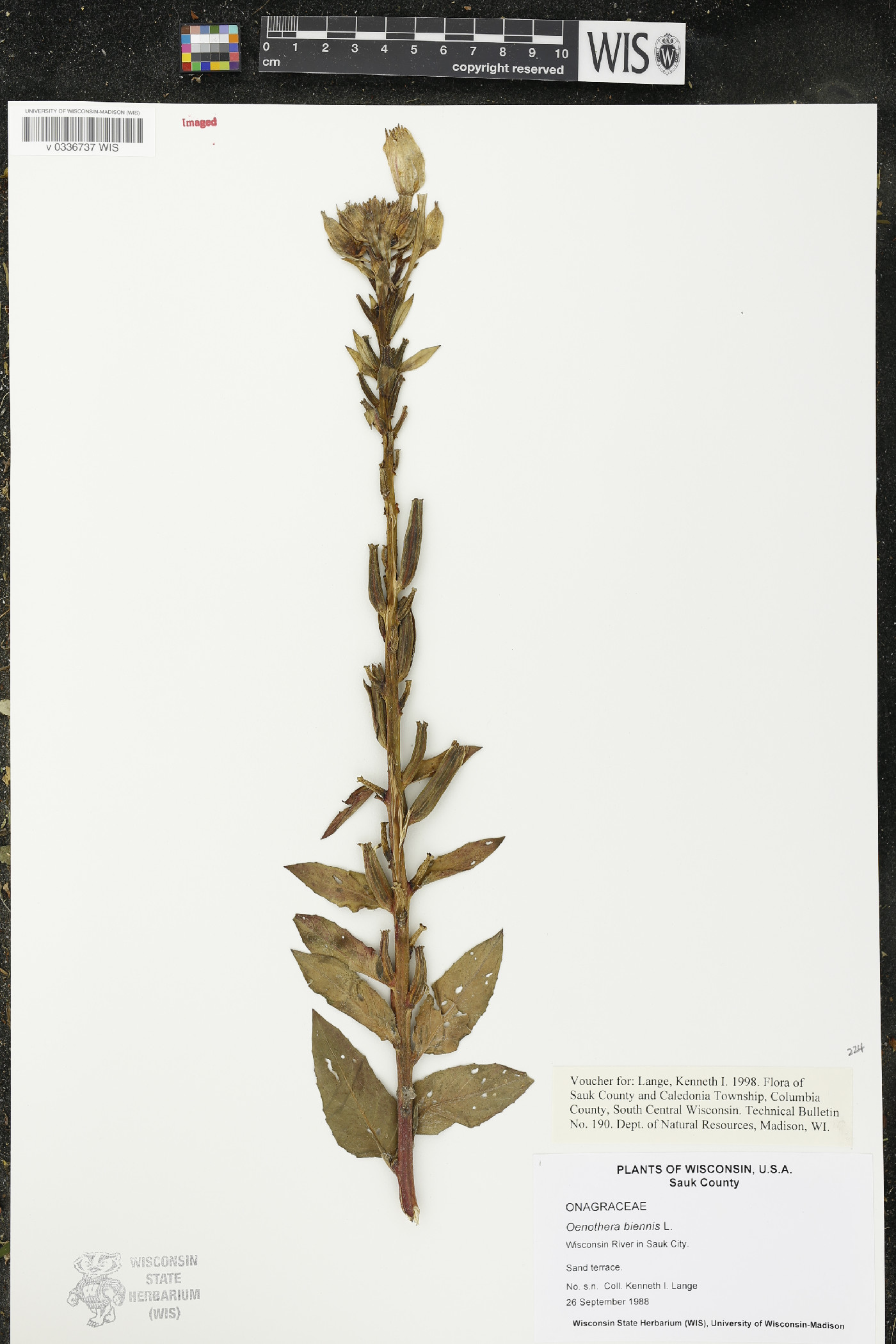 Oenothera biennis image