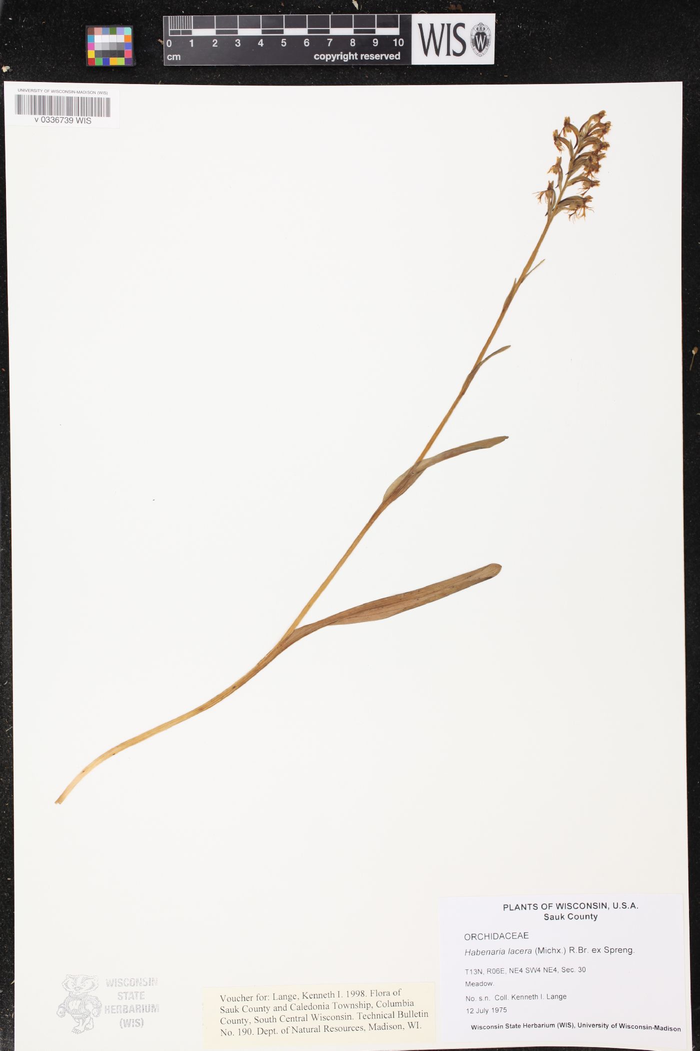 Platanthera lacera image