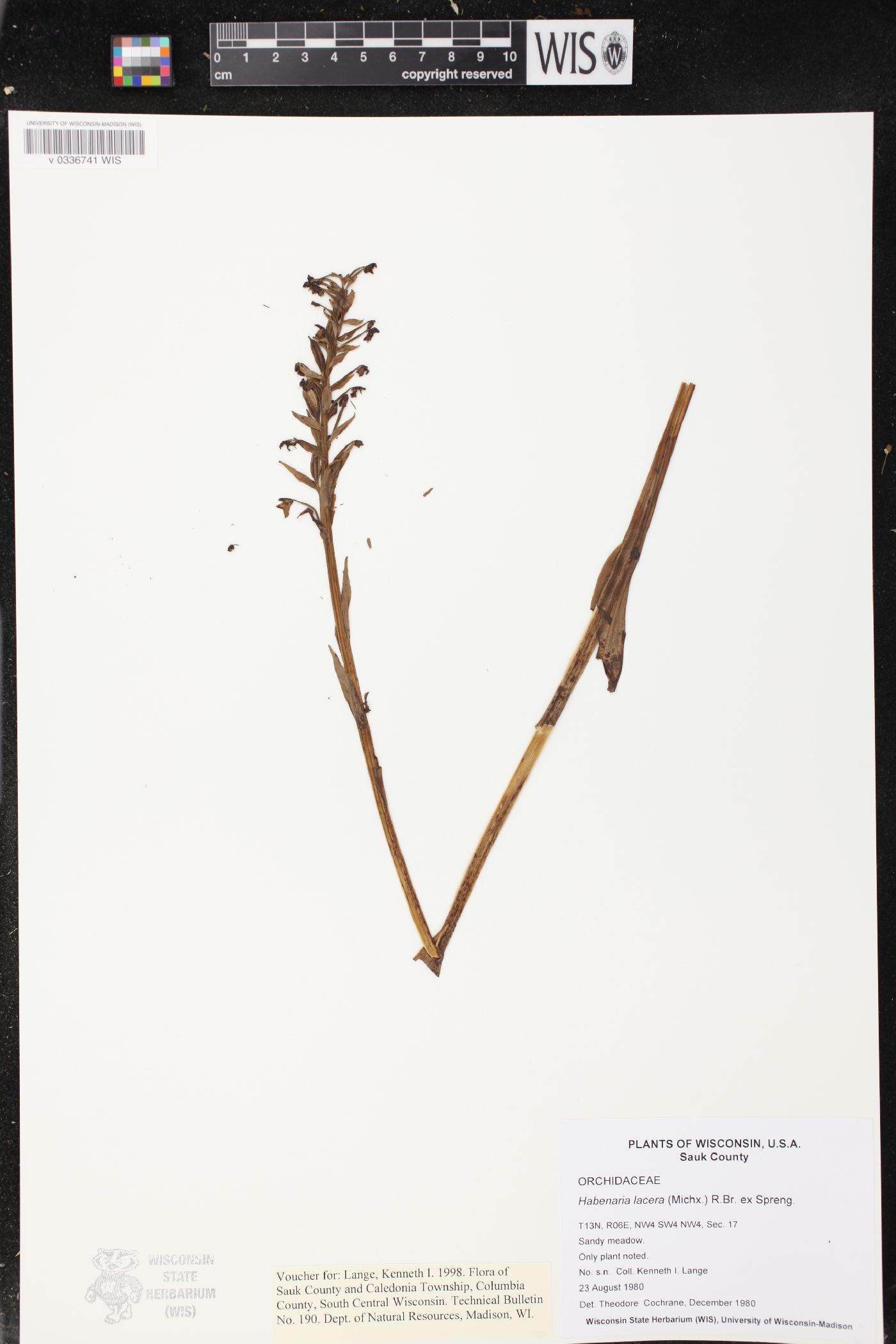 Platanthera lacera image