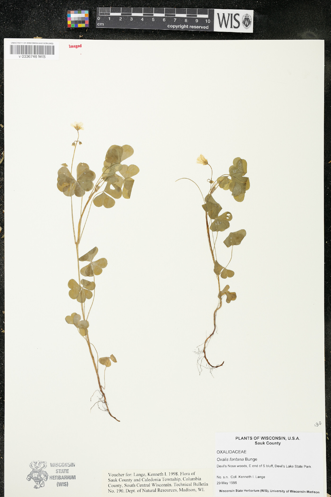 Oxalis stricta image