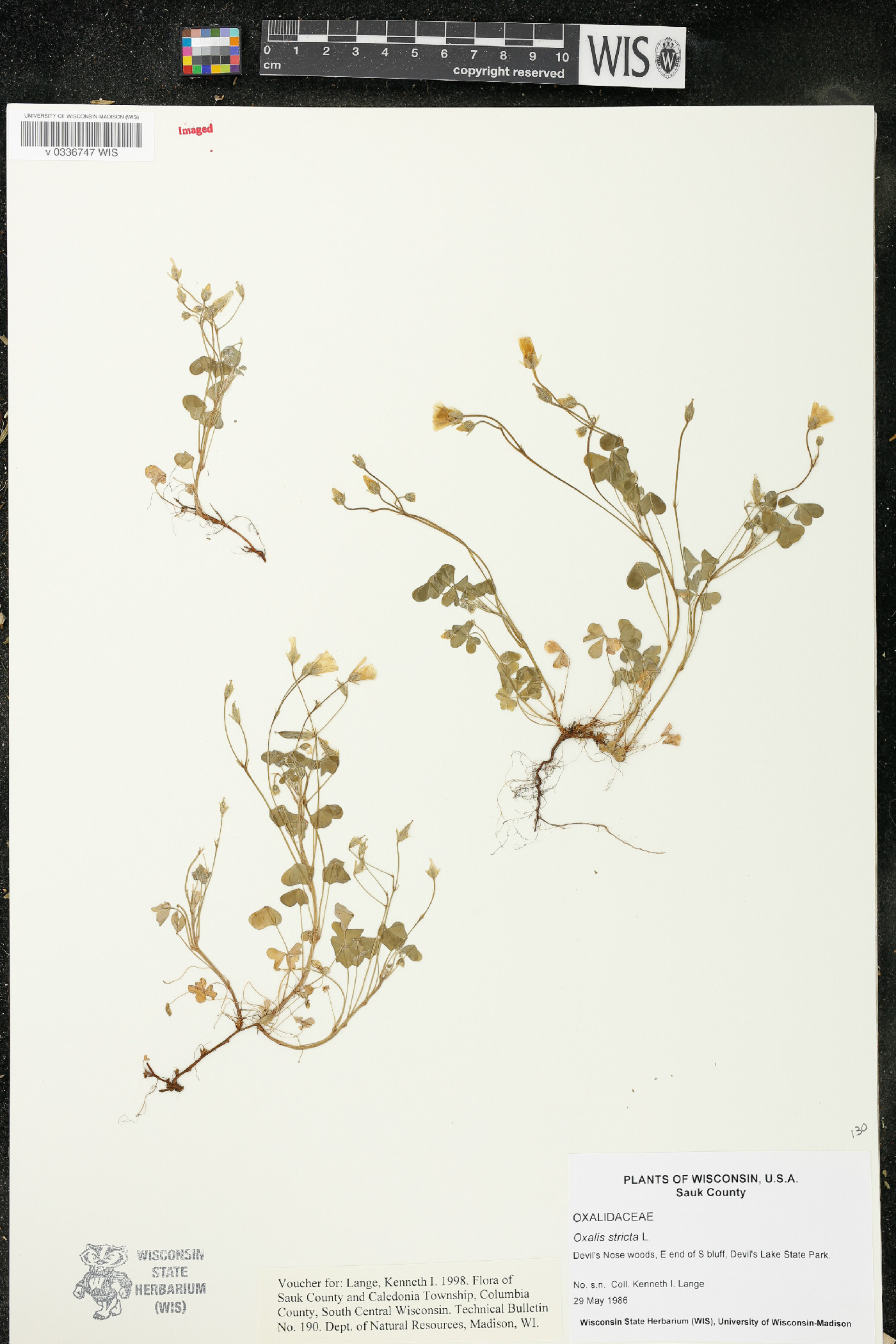 Oxalis stricta image