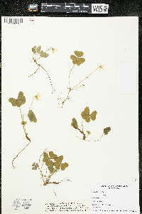 Oxalis acetosella image