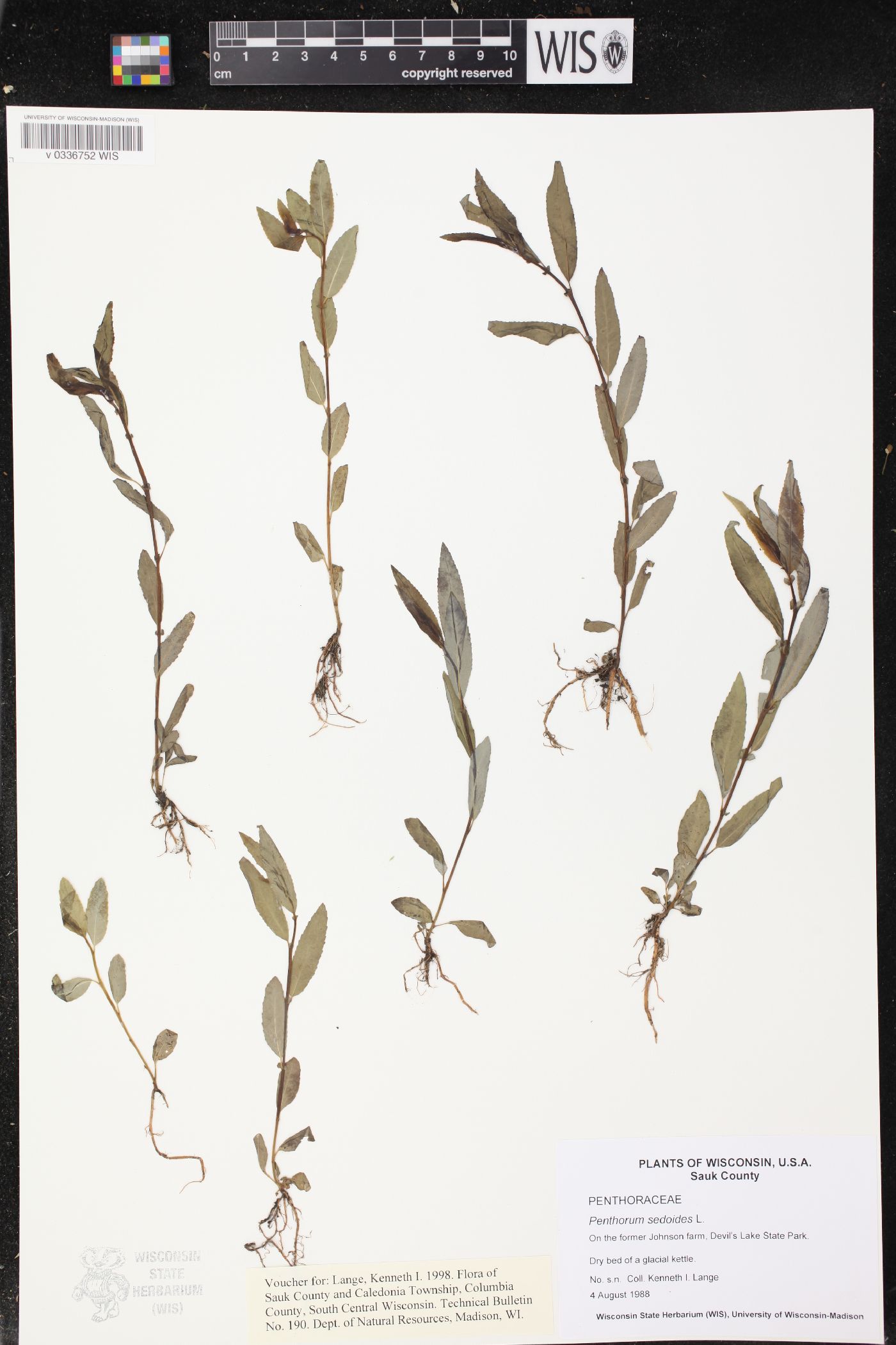 Penthorum sedoides image