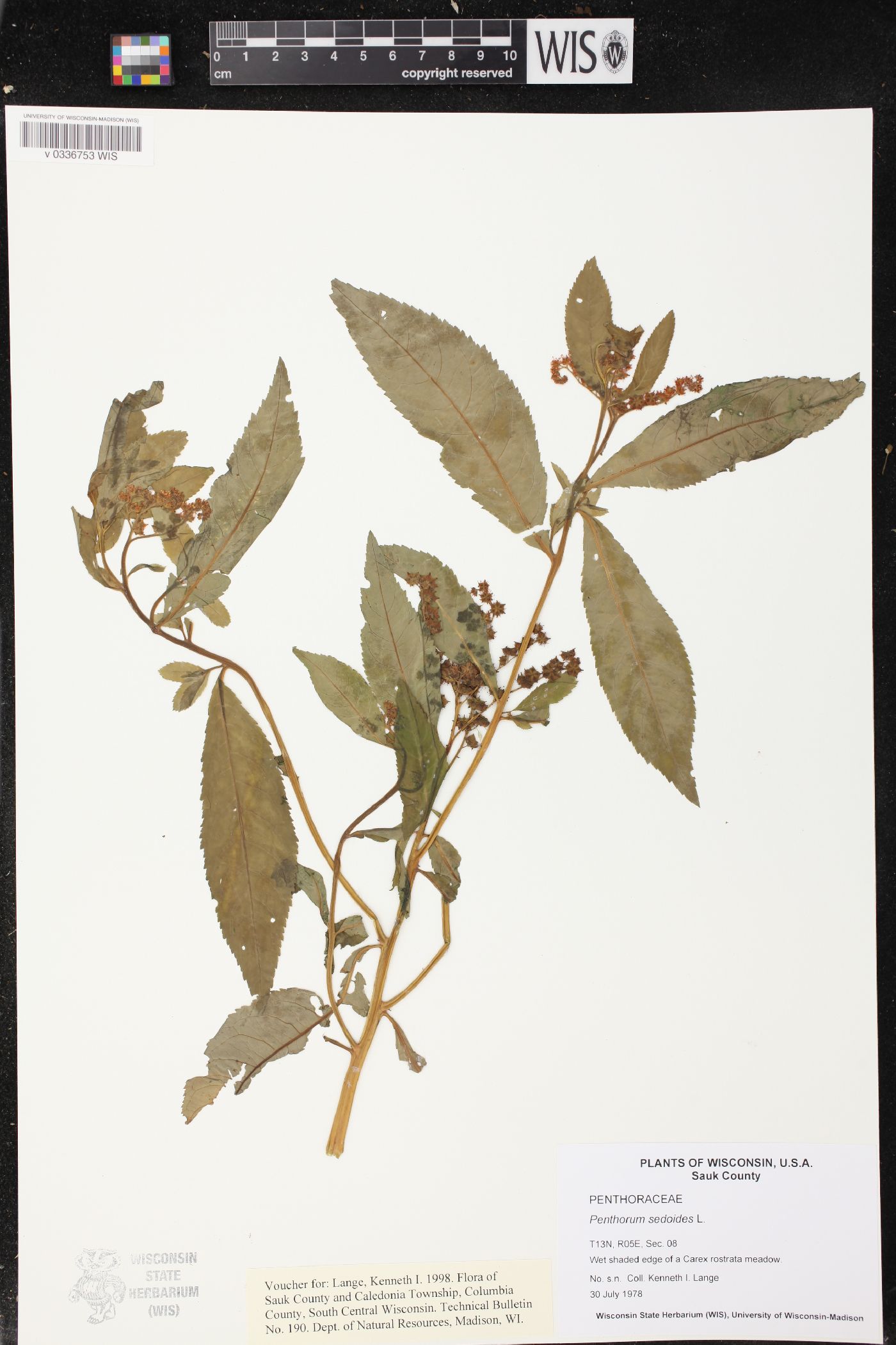 Penthorum sedoides image
