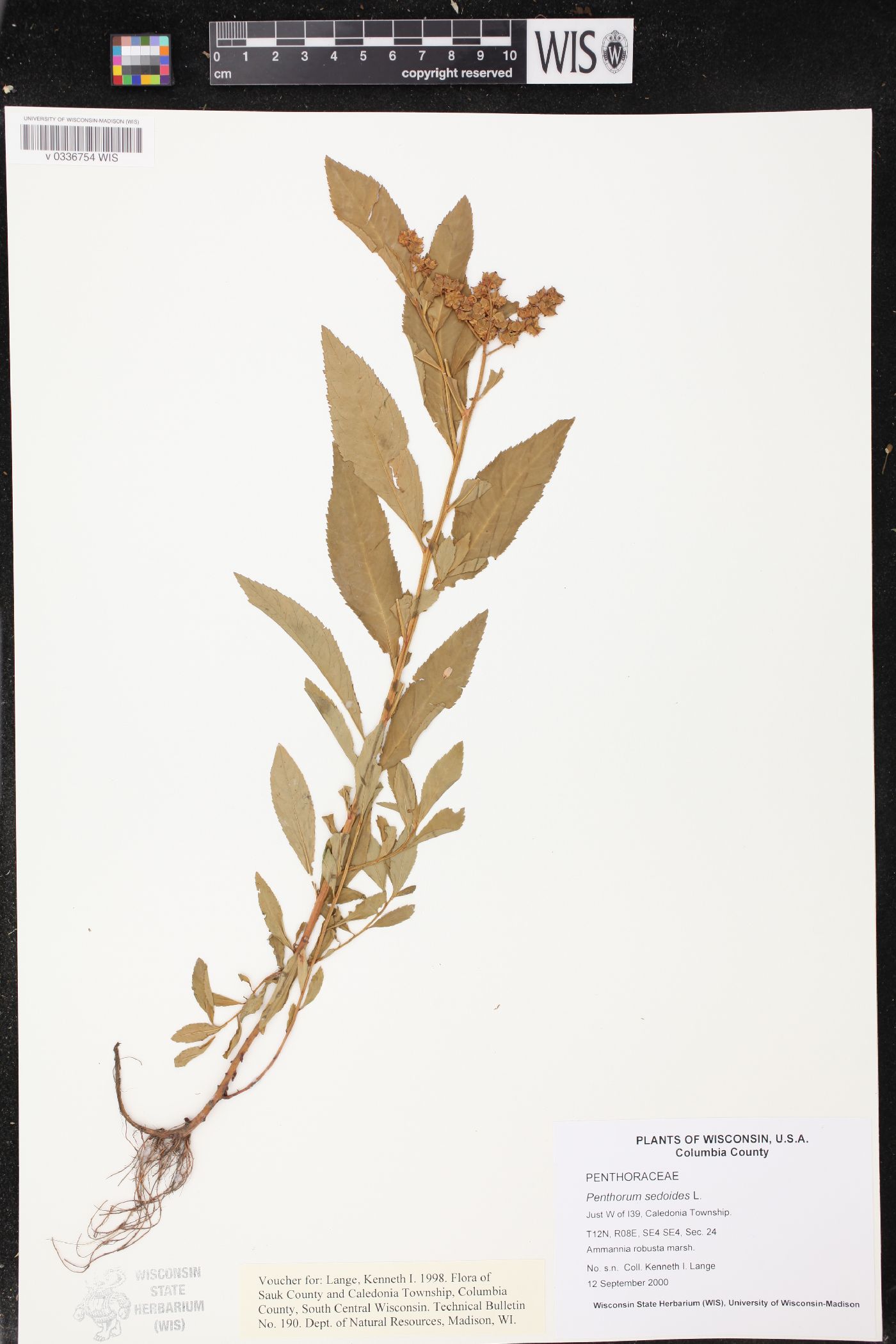 Penthorum sedoides image
