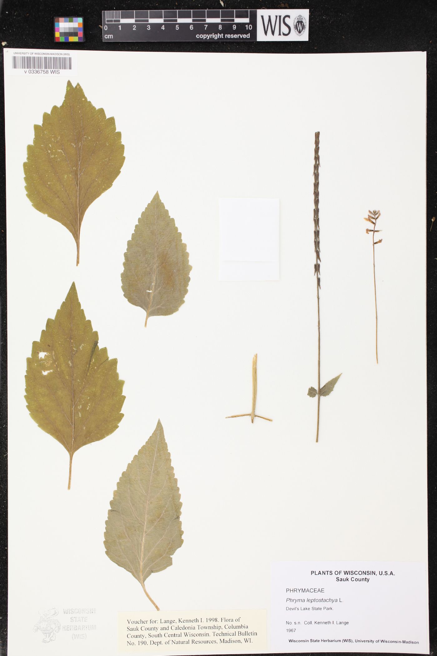 Phryma leptostachya image
