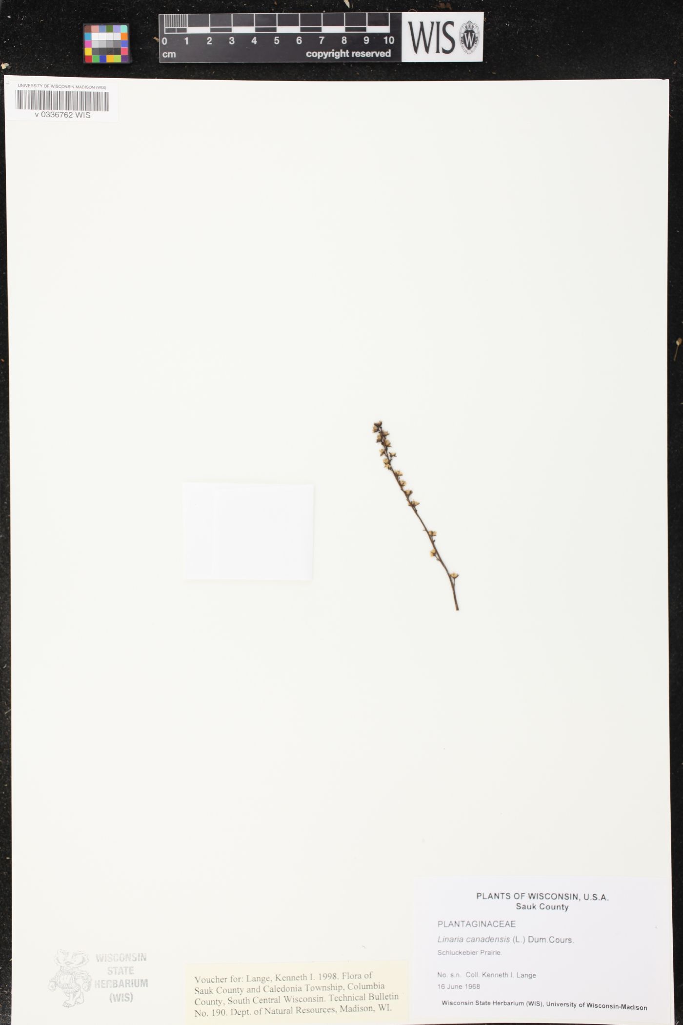 Nuttallanthus canadensis image