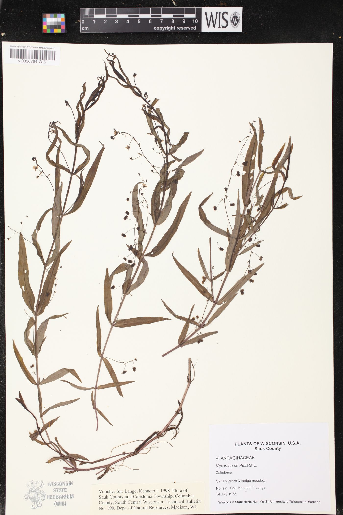 Veronica scutellata image