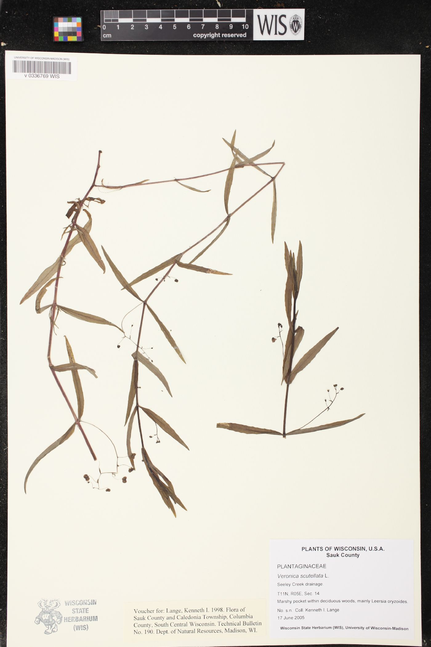 Veronica scutellata image