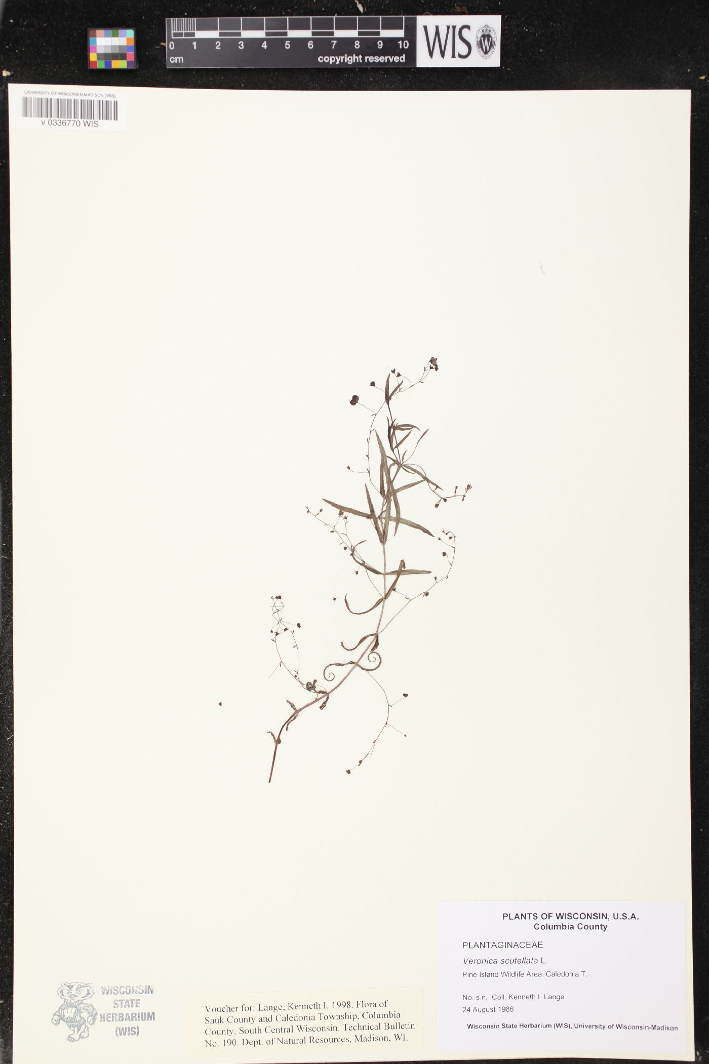 Veronica scutellata image
