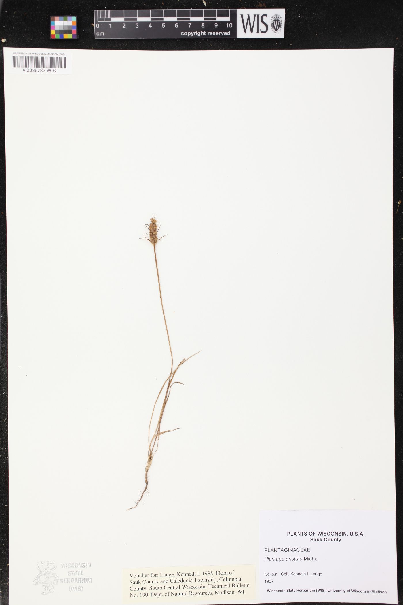 Plantago aristata image