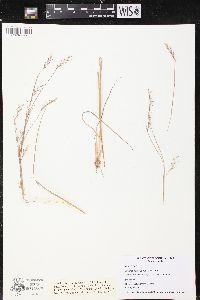 Schizachyrium scoparium var. scoparium image