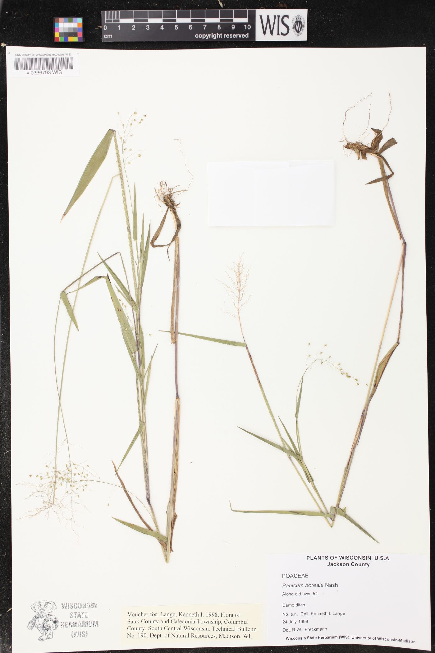 Dichanthelium boreale image