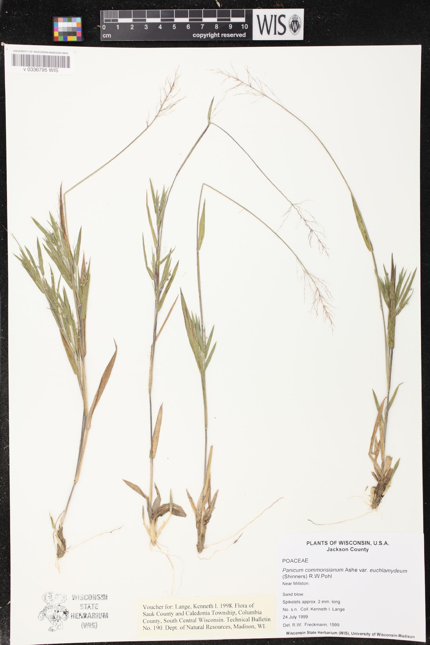 Panicum commonsianum var. euchlamydeum image