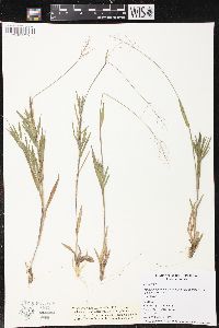 Panicum commonsianum image