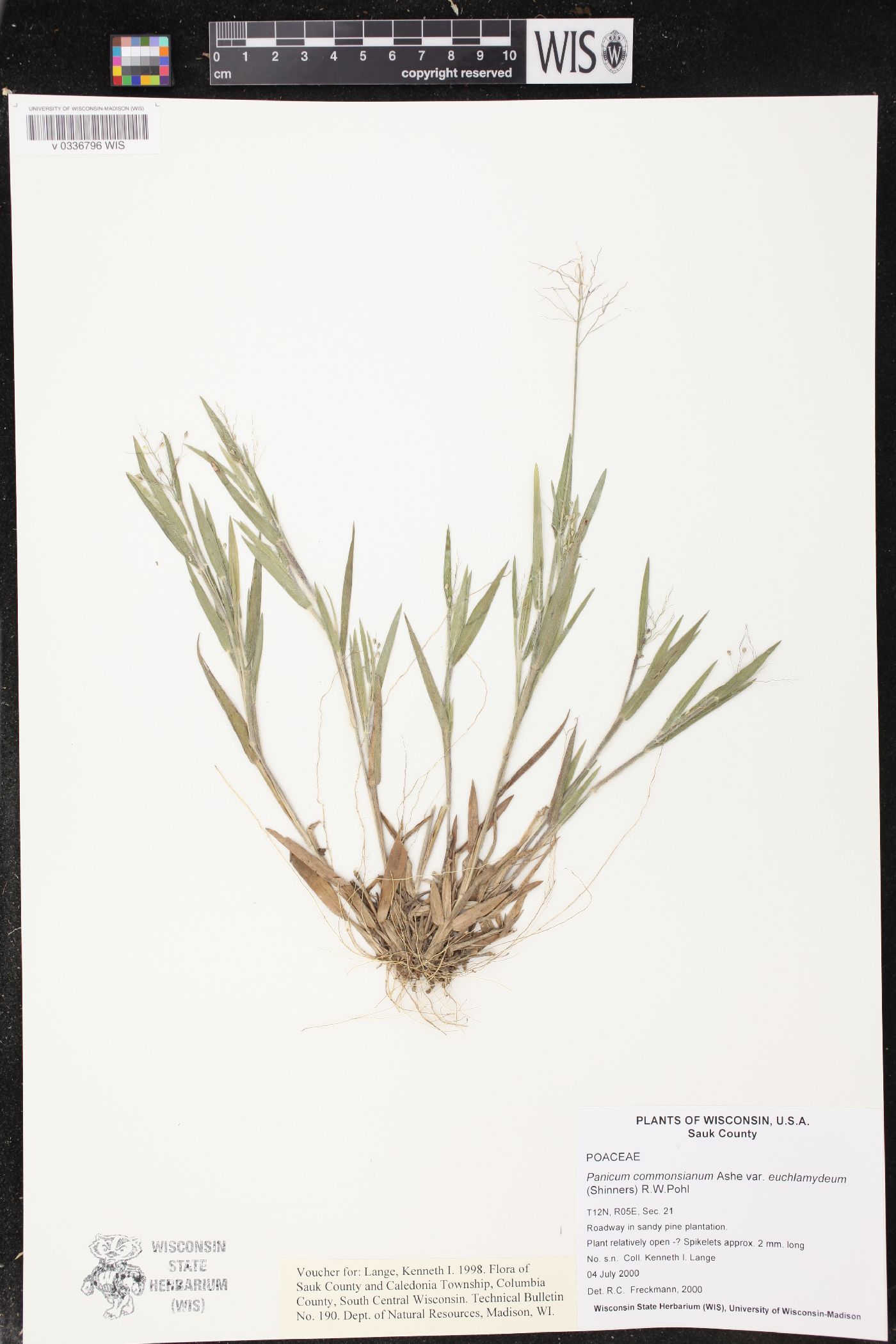 Panicum commonsianum var. euchlamydeum image