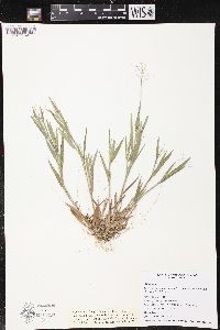 Panicum commonsianum image