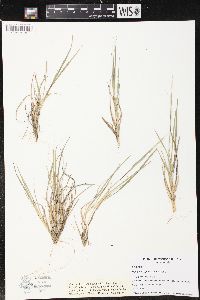 Panicum depauperatum image