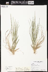 Panicum depauperatum image