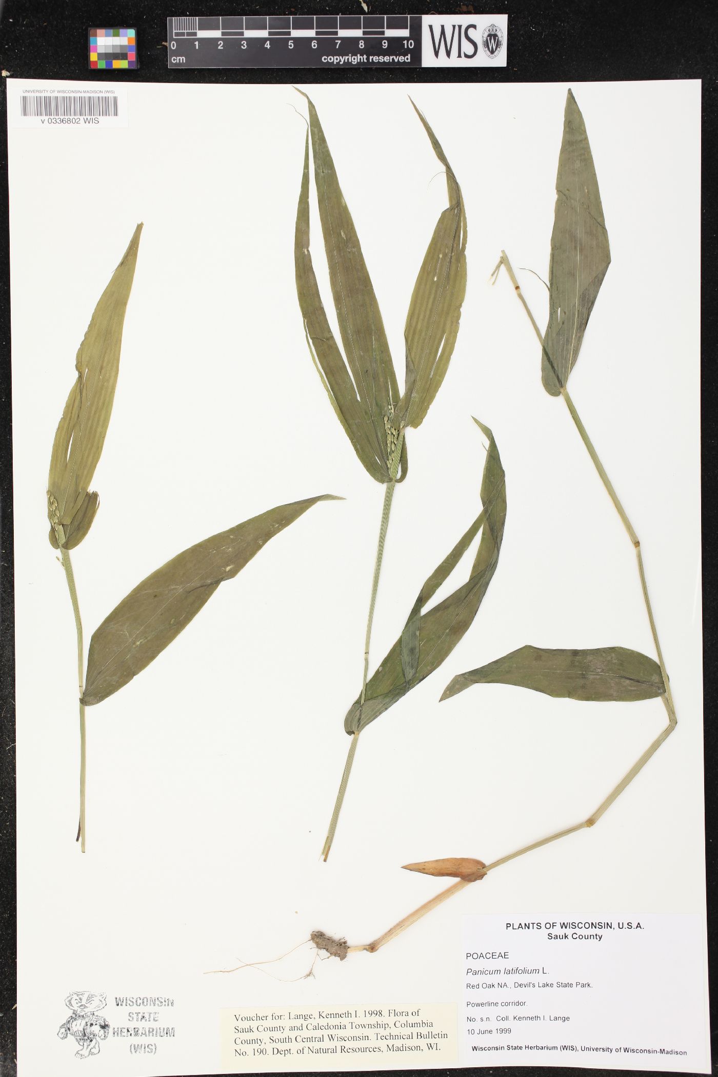 Dichanthelium latifolium image