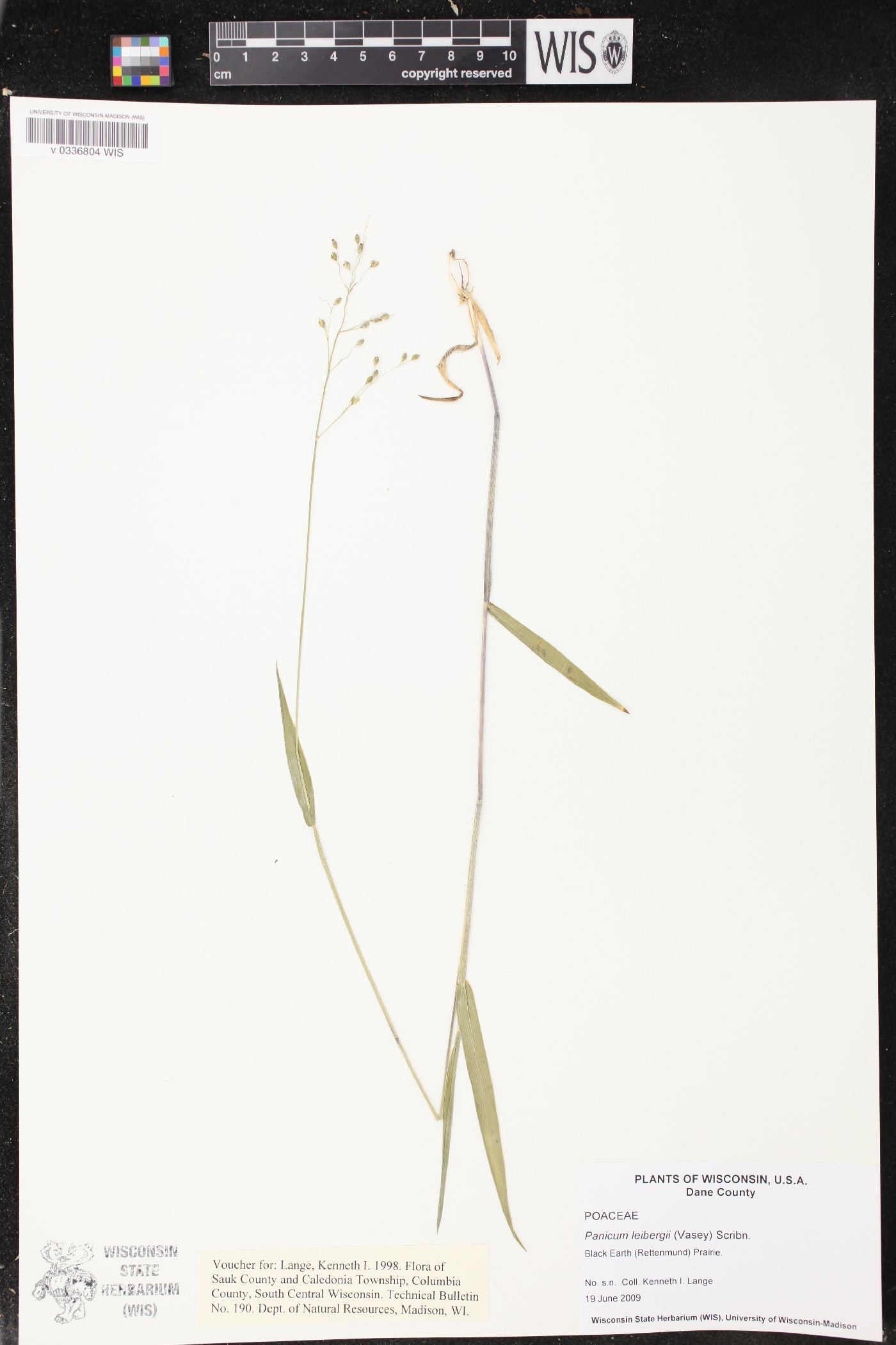 Dichanthelium leibergii image