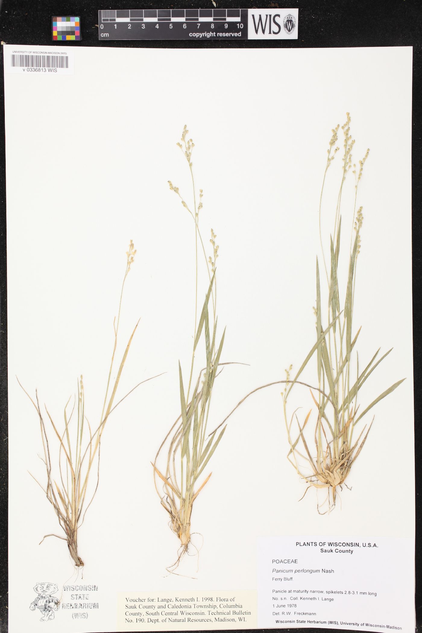 Dichanthelium perlongum image