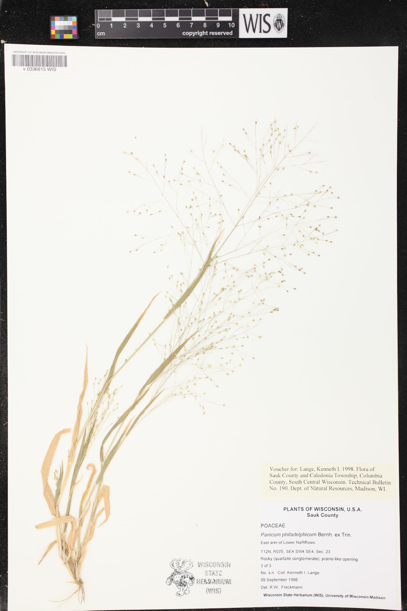 Panicum philadelphicum image
