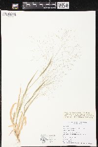 Panicum philadelphicum image