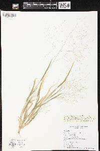 Panicum philadelphicum image