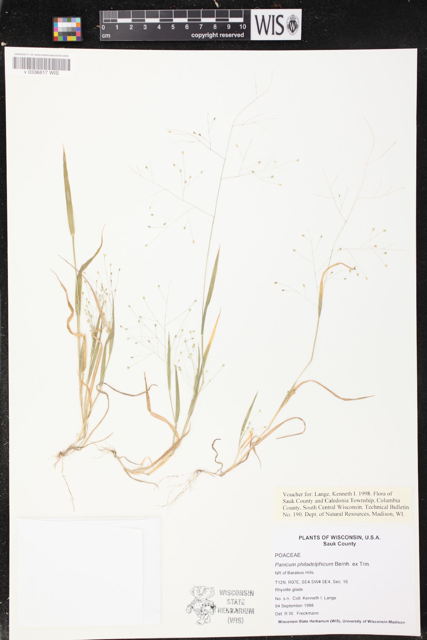 Panicum philadelphicum image