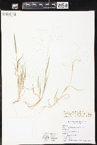 Panicum philadelphicum image