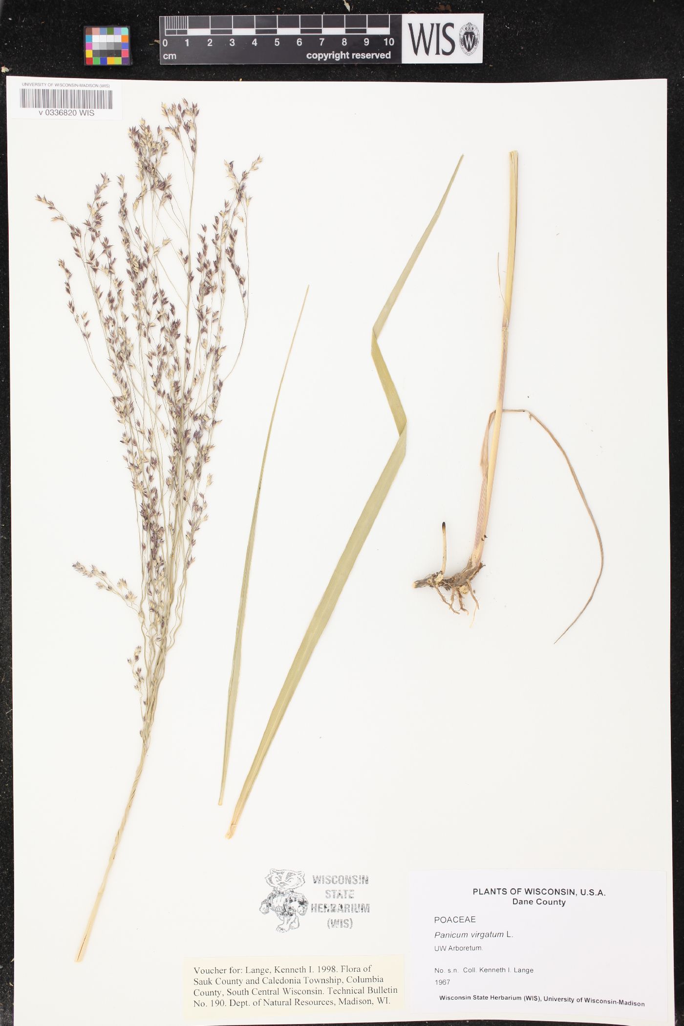 Panicum virgatum image