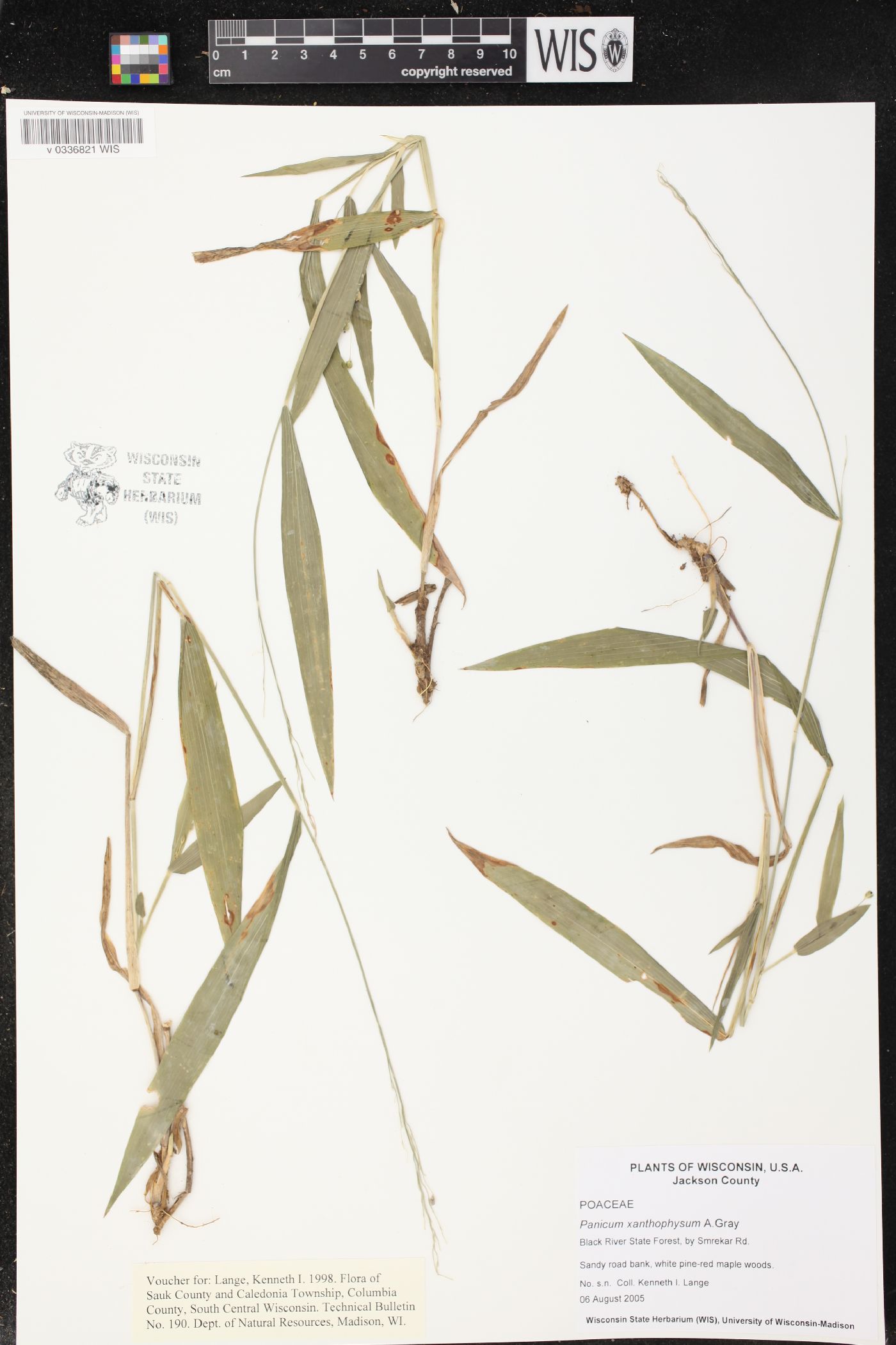 Panicum xanthophysum image