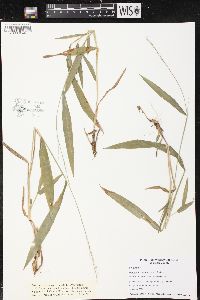 Panicum xanthophysum image